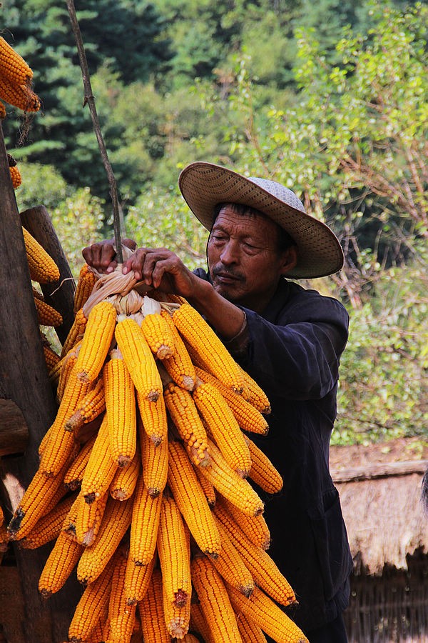 金灿灿玉米丰收图片 第3张