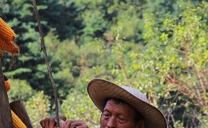 金灿灿玉米丰收图片 第3张