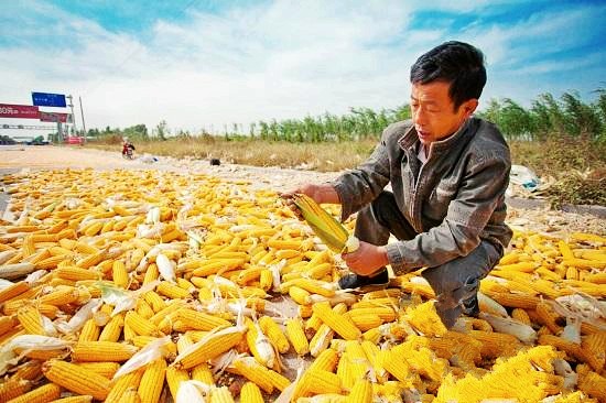 金灿灿玉米丰收图片 第5张