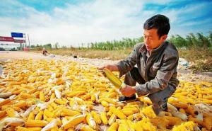 金灿灿玉米丰收图片 第5张