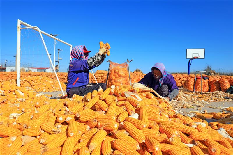 金灿灿玉米丰收图片 第6张