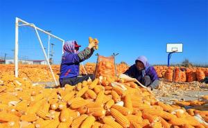 金灿灿玉米丰收图片 第6张