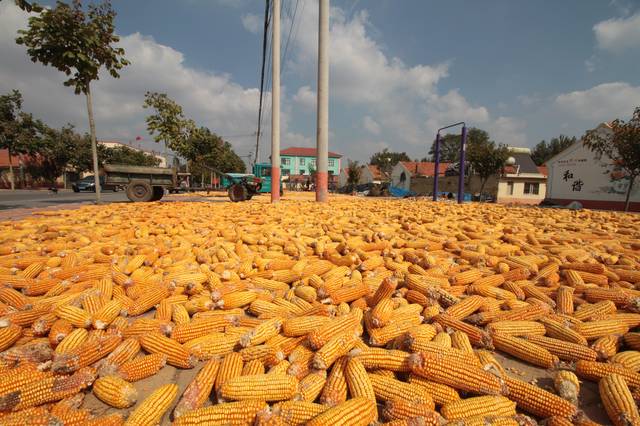 金灿灿玉米丰收图片 第4张