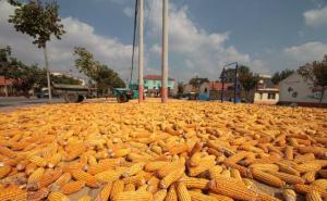 金灿灿玉米丰收图片 第4张