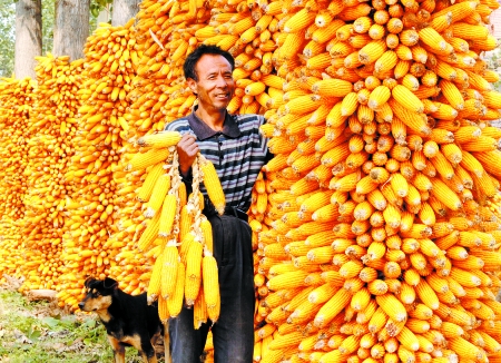 金灿灿玉米丰收图片 第8张