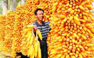 金灿灿玉米丰收图片 第8张