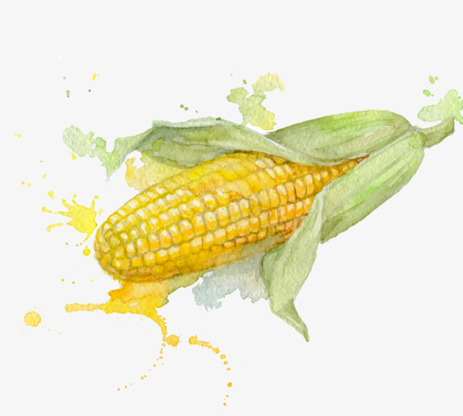玉米绘画图片 第1张