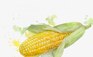 玉米绘画图片