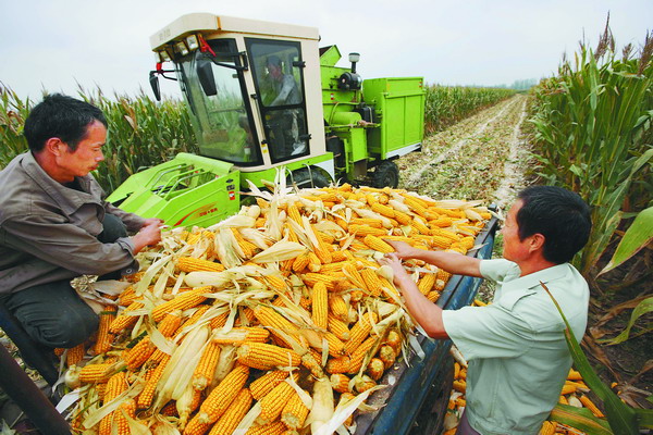 农村玉米丰收图片 第1张