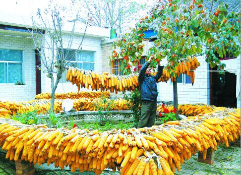 农村玉米丰收图片 第2张