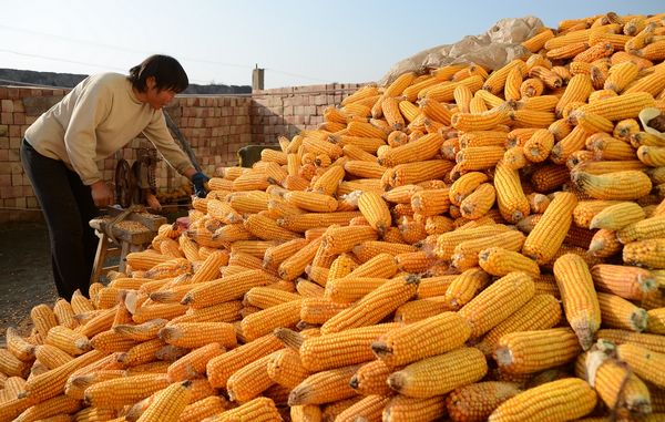 农村玉米丰收图片 第4张