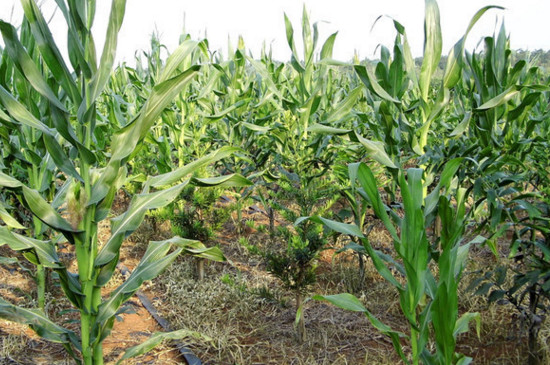 玉米树长什么样子图片 第1张