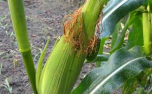 玉米树长什么样子图片 第2张