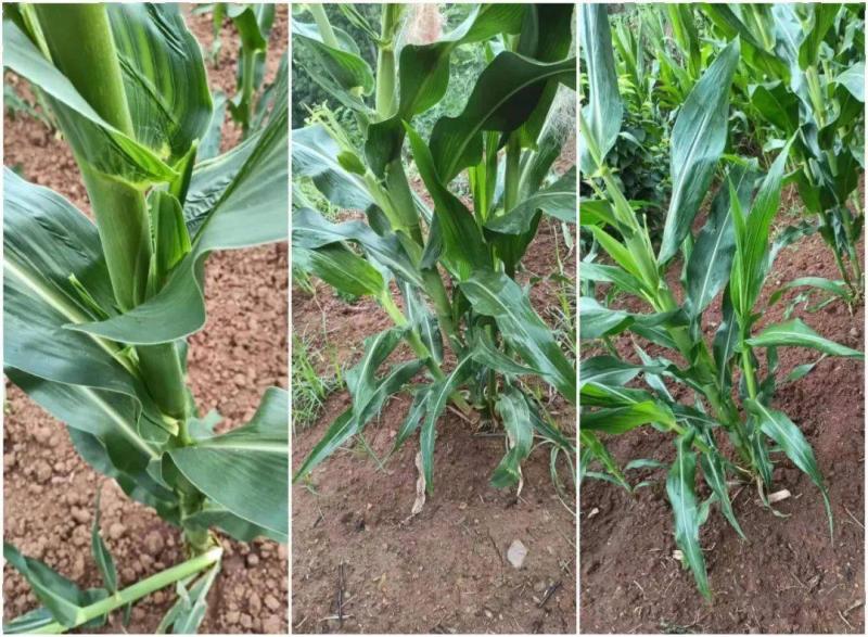 玉米树长什么样子图片 第3张