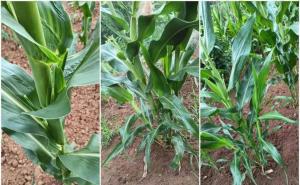 玉米树长什么样子图片 第3张