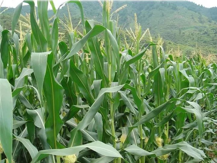 地里玉米图片 第1张