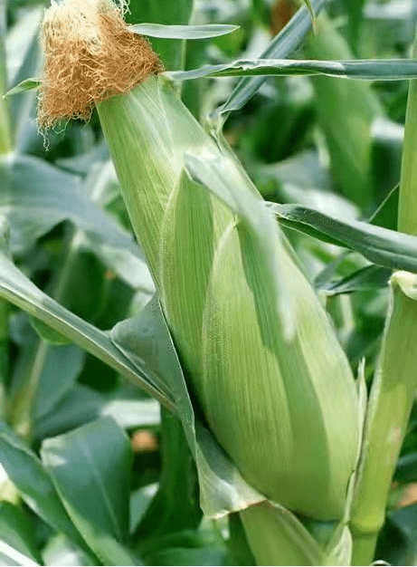 地里玉米图片 第4张