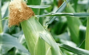 地里玉米图片 第4张