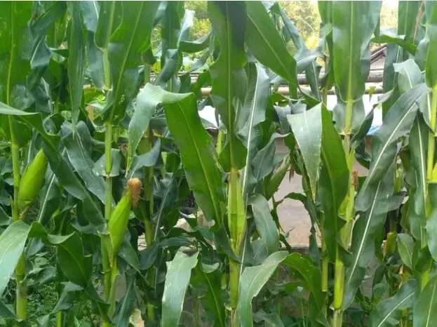 地里玉米图片 第3张