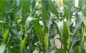 地里玉米图片 第3张