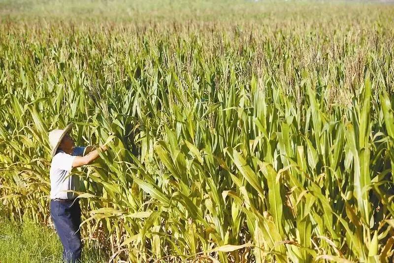 农民种玉米的图片 第2张