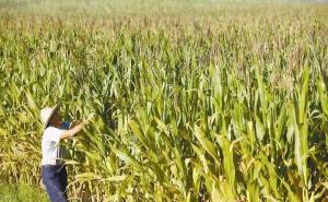 农民种玉米的图片 第2张