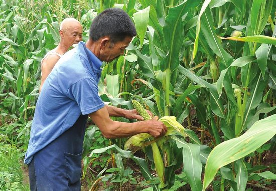 农民种玉米的图片 第3张