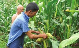 农民种玉米的图片 第3张