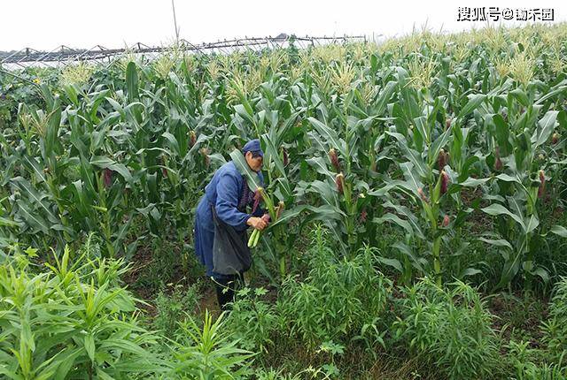 农民种玉米的图片 第1张