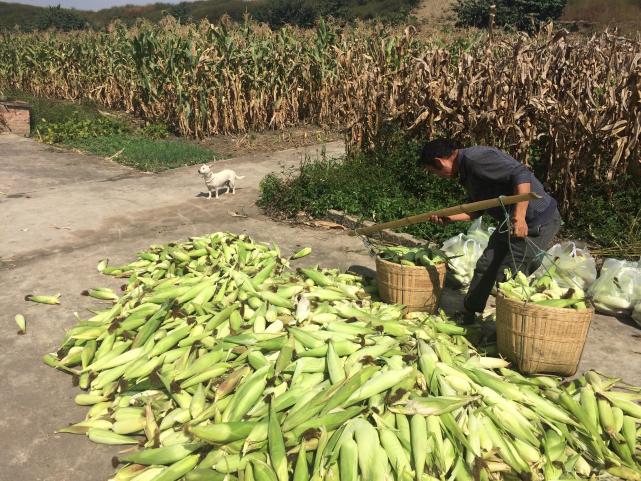 农民种玉米的图片 第5张