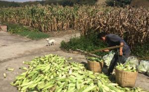 农民种玉米的图片 第5张