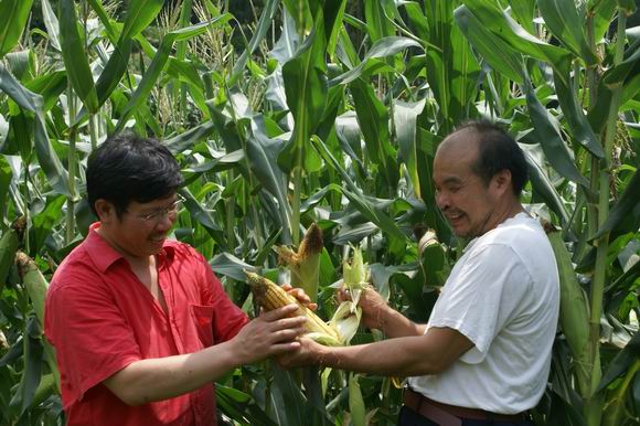 农民种玉米的图片 第4张