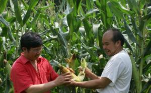 农民种玉米的图片 第4张