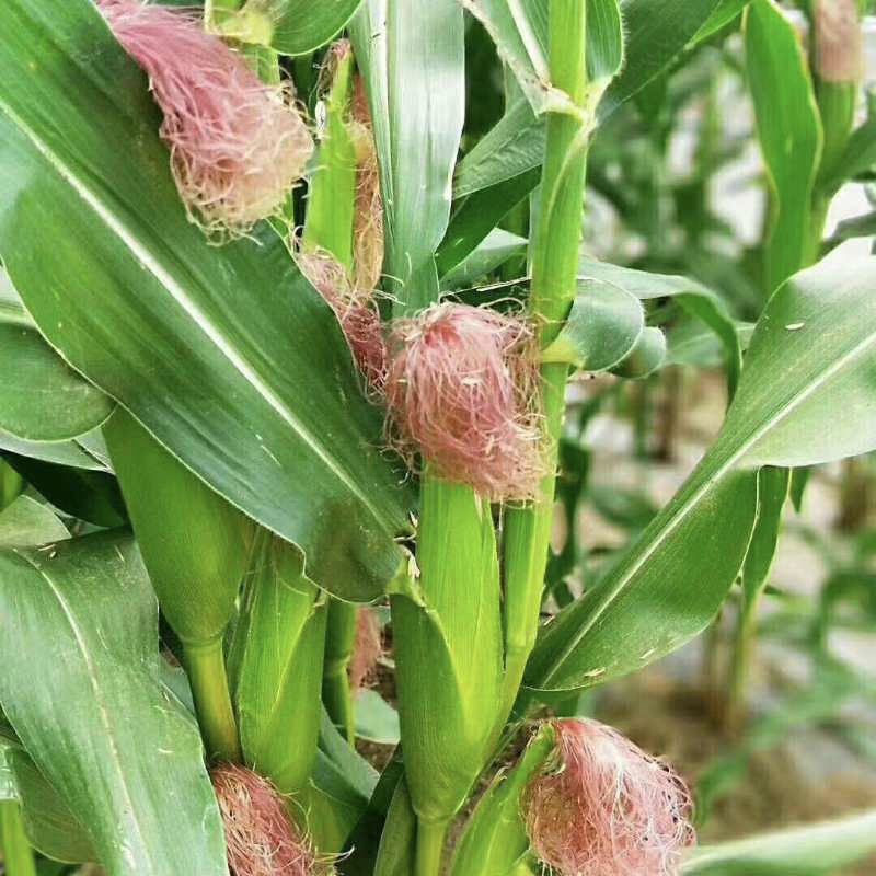 玉米快成熟图片 第2张