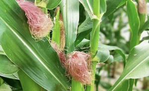 玉米快成熟图片 第2张