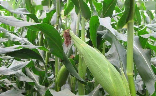 玉米快成熟图片 第1张
