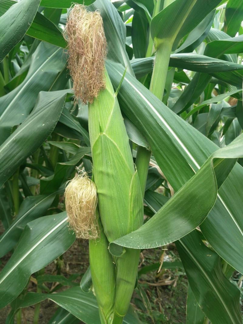 玉米快成熟图片 第3张