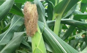 玉米快成熟图片 第3张