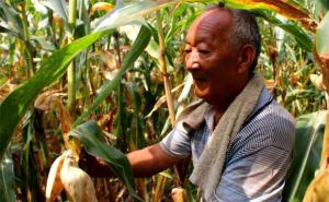 农民掰玉米图片 第2张