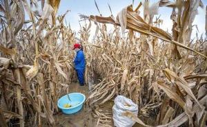 农民掰玉米图片 第4张