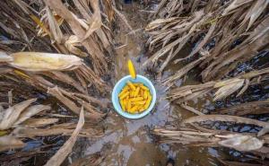 农民掰玉米图片 第3张