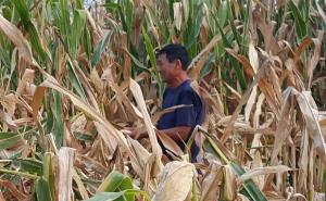 农民掰玉米图片 第6张
