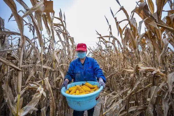 农民掰玉米图片 第5张