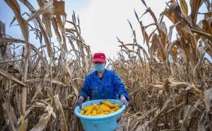 农民掰玉米图片 第5张