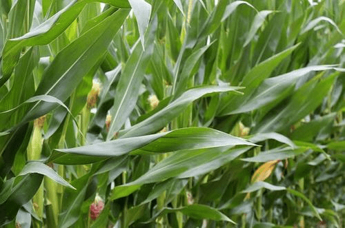 玉米穗图片 第1张