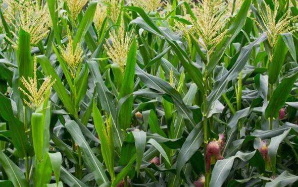 玉米穗图片 第2张