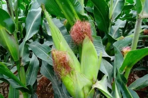 玉米穗图片 第5张