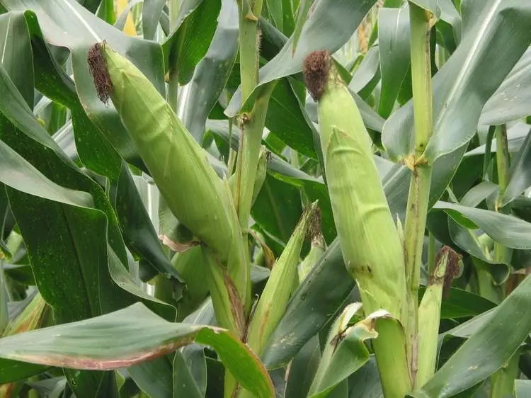 玉米穗图片 第3张