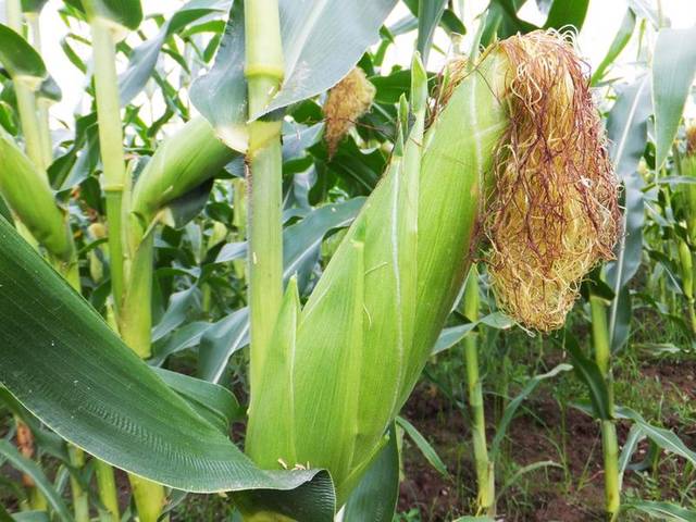 玉米杆图片 第2张