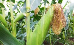 玉米杆图片 第2张